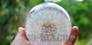 Рецепты из одуванчика