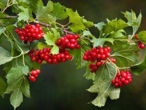 Чай с калиной повышает или понижает давление