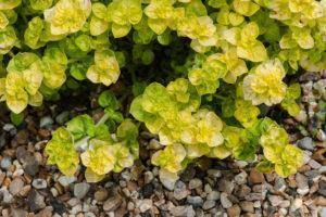 Душица в сельском хозяйстве