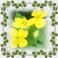 пчелиный чистотел