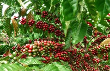 Кофе Арабика