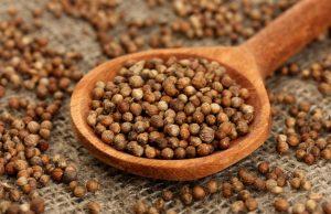 Кинза или кориандр