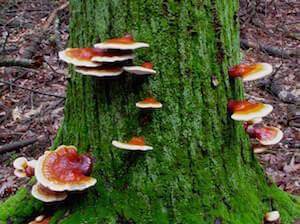 Информация о грибе рейши