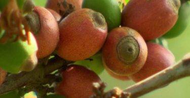 Декофеинизированный кофе