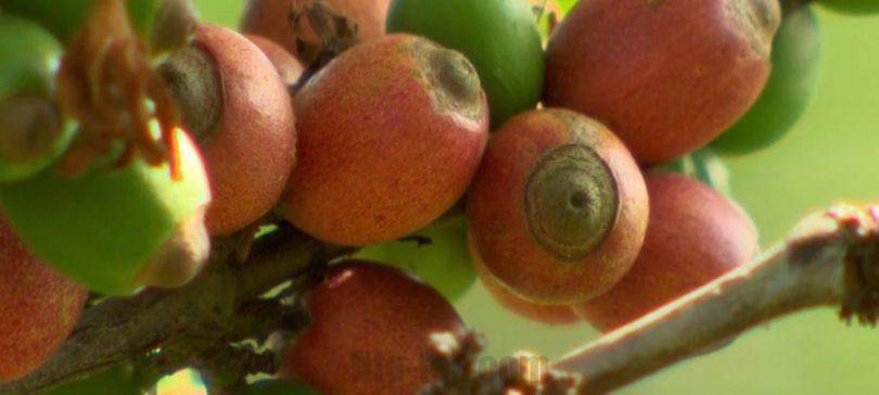 Декофеинизированный кофе