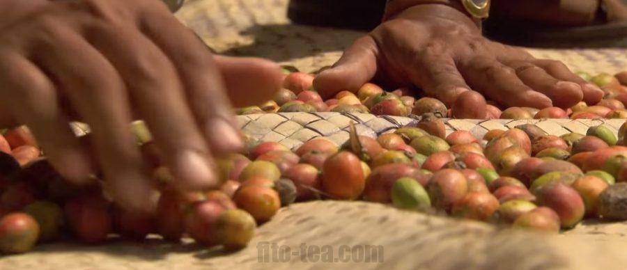 Как делают кофе без кофеина