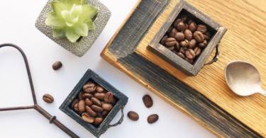 Сорт кофе робуста