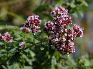 Лекарства, приготовленные из душицы обыкновенной