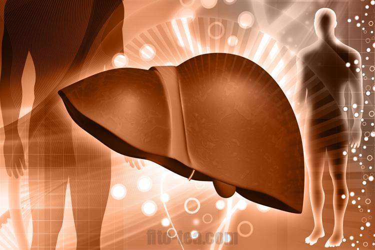 Состав печеночного чая