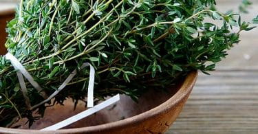 Фото спорыш травы и ее целебные свойства