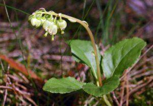 Цветок боровая матка